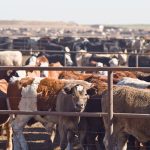 While conditions are especially acute in Texas, about 54 percent of all U.S. cattle were in some form of drought as of Aug. 16, up from 36 percent a year earlier. Cattle slaughter is high nationwide, temporarily increasing supply but portending tighter supplies in future years. | Getty Images