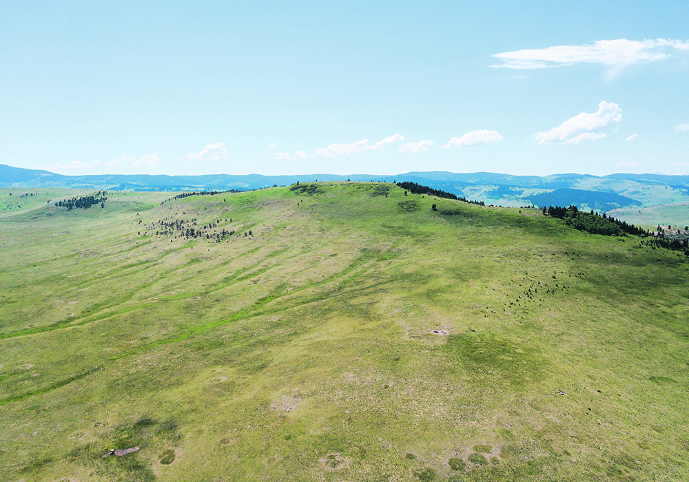 This portion of a 1,600-acre piece of land in Alberta’s Porcupine Hills will become part of an unbroken 4,700-acre tract now protected under conservation easements.  |  Brent Calver/Nature Conservancy of Canada photo