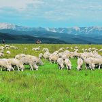 The shortage of large animal veterinarians is even worse for sheep producers because many vets are more familiar with cattle and horses. When it comes to pregnancy checking and projecting twins and triplets the testing often isn’t done due to farm location or flock size. Farmers also have difficulty justifying the expense of accessing people qualified to use ultrasound equipment for pregnancies. | File photo