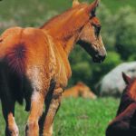 Unfortunately, according to new research, 52 percent of horse abortions examined didn’t have a cause that could be diagnosed. | File photo