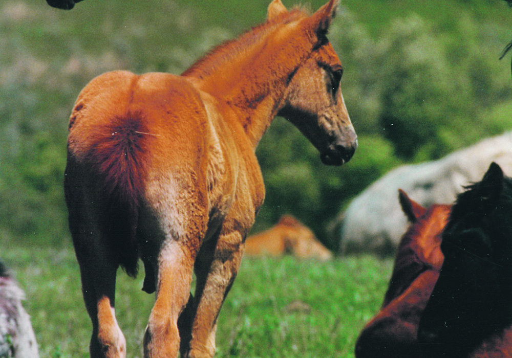 Unfortunately, according to new research, 52 percent of horse abortions examined didn’t have a cause that could be diagnosed.  |  File photo