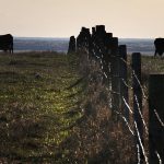 Now, for those who have survived, the fall calf run is promising to bring some stability back to the herds and finances on thousands of farms. | File photo