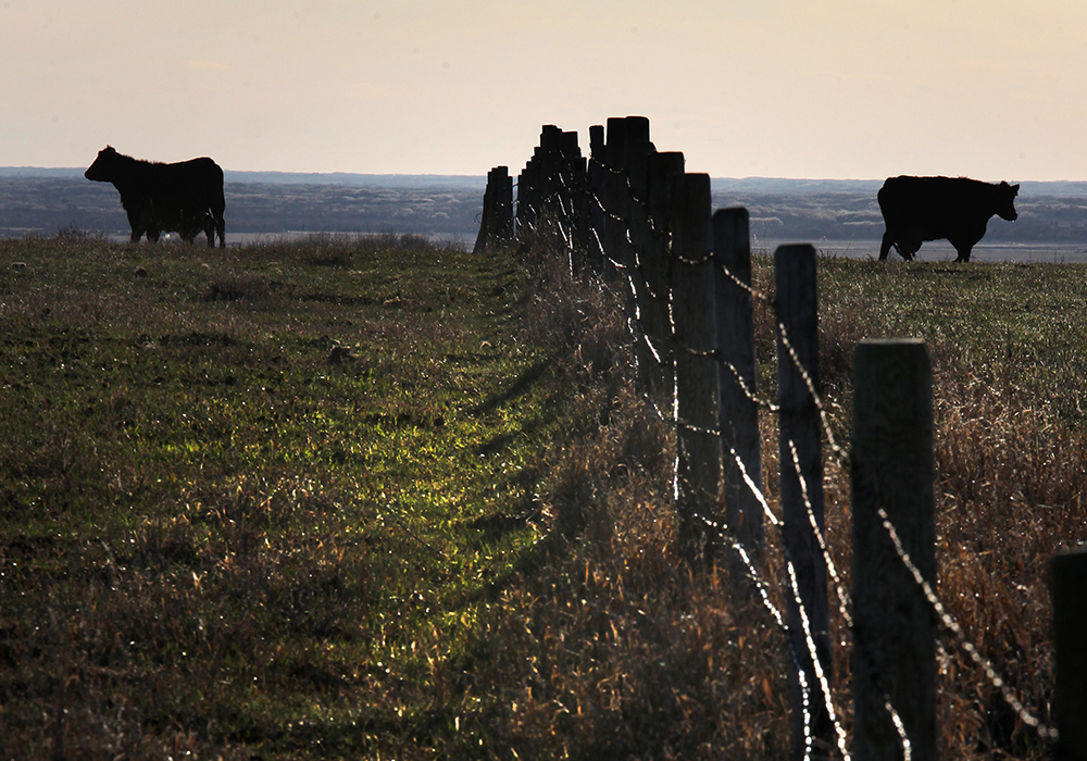 Now, for those who have survived, the fall calf run is promising to bring some stability back to the herds and finances on thousands of farms. | File photo