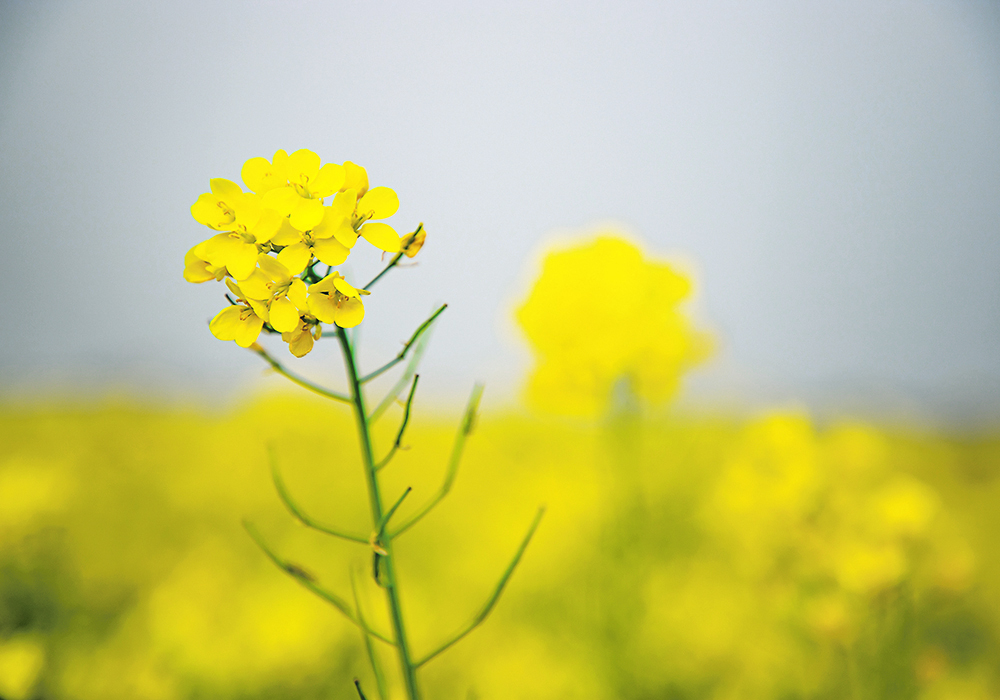 Mustard and chickpeas show excellent returns when average yields and prevailing prices are applied.  | File photo