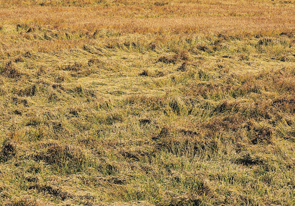 Mature crops can take a serious beating from a hail storm.  |  Getty images