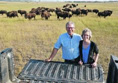 Les and Kathy Kroeger operate Rosedale Bison from their ranch at Hanley, Sask.  |  William DeKay photo