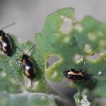 Striped flea beetles continue to appear earlier in the season than the more common crucifer beetles, and are less responsive to neonic seed treatments. Photo: DenisPageau/AAFC