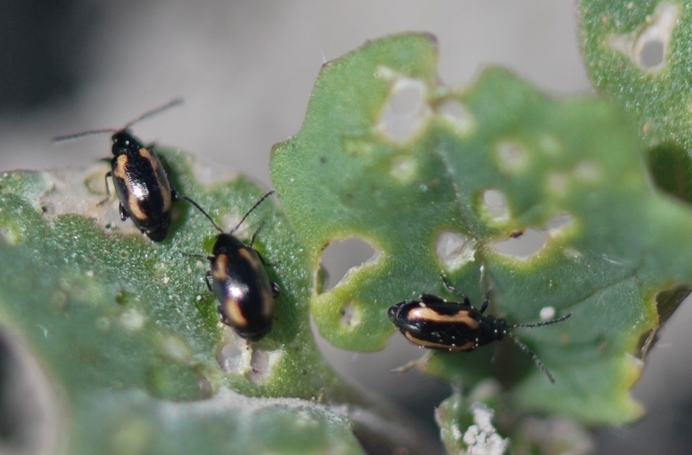 Striped flea beetles continue to appear earlier in the season than the more common crucifer beetles, and are less responsive to neonic seed treatments. Photo: DenisPageau/AAFC