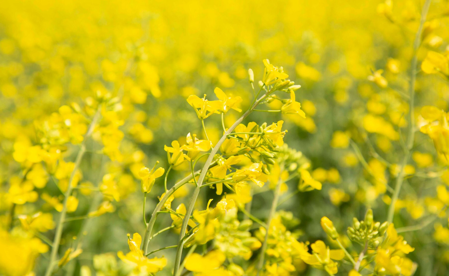 crop