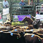 A member of the Cowgirl Cattle Company sorts through the herd for a number during the cattle penning event. | Patrick Price photo