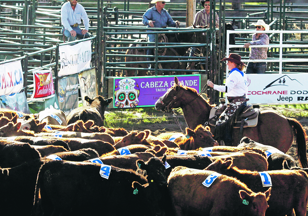 A member of the Cowgirl Cattle Company sorts through the herd for a number during the cattle penning event. | Patrick Price photo