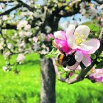 Researchers at Emory University have found that streptomycin antibiotic spray used in fruit orchards can decrease a bee’s foraging choice accuracy and increase its avoidance behaviour. | Getty Images