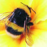 The composition of the bumblebee community will likely continue to change as the climate warms, with most species’ ranges shrinking and few species increasing. | Getty Images