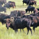 Producers say that knowing the North American bison herd has widespread introgression of cattle DNA will allow ranches to manage genetics programs without worrying about cross-contaminating herds that were once thought to be clean of introgression. | William DeKay photo
