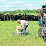 The herd stands by waiting for the floury white powder to be poured. | Charlene Kaartinen photo