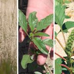 Left ro right: Ventenata (North Africa grass), waterhemp and palmer amaranth are making their presence felt south of the border in North Dakota and Montana, said weed specialist Clark Brenzil of Saskatchewan Agriculture. | Screecacp via mtweed.org. File photos