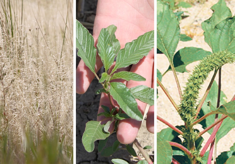 Left ro right: Ventenata (North Africa grass), waterhemp and palmer amaranth are making their presence felt south of the border in North Dakota and Montana, said weed specialist Clark Brenzil of Saskatchewan Agriculture. | Screecacp via mtweed.org. File photos