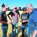 On Sept. 11, the Louise Grain Growing Project near Crystal City, Man., harvested 130 acres of wheat using six combines. | Canadian Foodgrains Bank photo