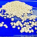 Argentina’s poor white bean crop was the result of reduced acres and dismal yields caused by drought. | File photo