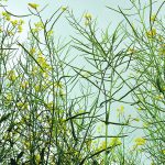 Current weaker canola prices should not be surprising, given that this year’s crop is much improved and harvest is in full swing, which is usually when prices are under pressure. | Mike Raine photo