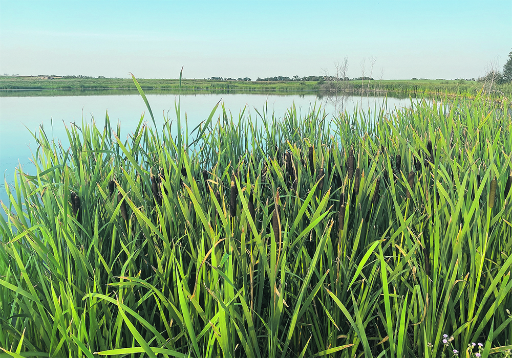 The authors say Saskatchewan needs effective water governance and a wetlands policy, but the provincial government’s recent decision to create a controversy around routine federal water testing has made this more difficult.  |  File photo