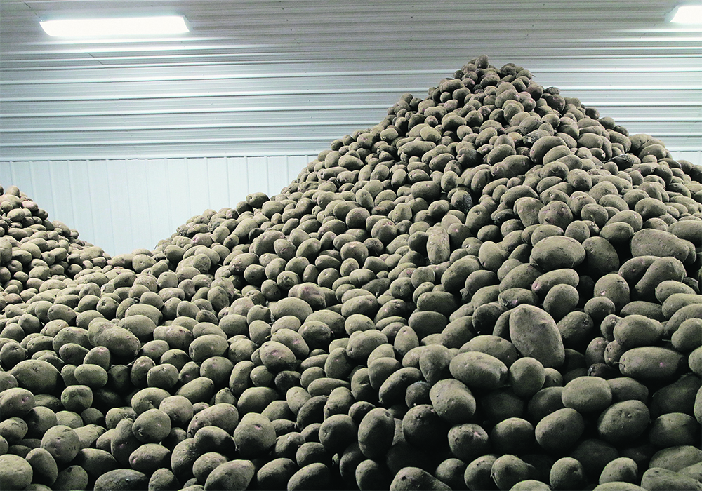 Potato acreage in Canada is estimated at 385,000, almost identical to last year. Alberta saw a 5.6 percent increase in acres, jumping to 72,300, but acres in Prince Edward Island declined by 6.4 percent.  |  File photo