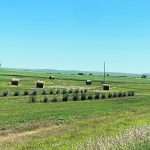 A Saskatchewan farm couple started their COVID-19 victory garden by planting saskatoon seedlings in a field across the road from their farmhouse. | Beverly A. Biggeman photo