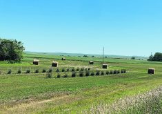 A Saskatchewan farm couple started their COVID-19 victory garden by planting saskatoon seedlings in a field across the road from their farmhouse.  |  Beverly A. Biggeman photo