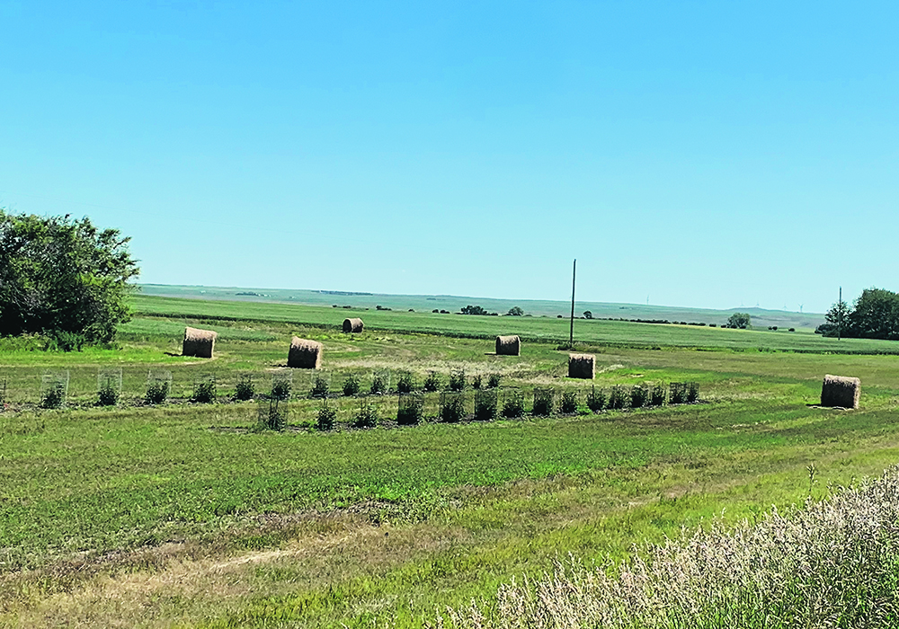 A Saskatchewan farm couple started their COVID-19 victory garden by planting saskatoon seedlings in a field across the road from their farmhouse.  |  Beverly A. Biggeman photo