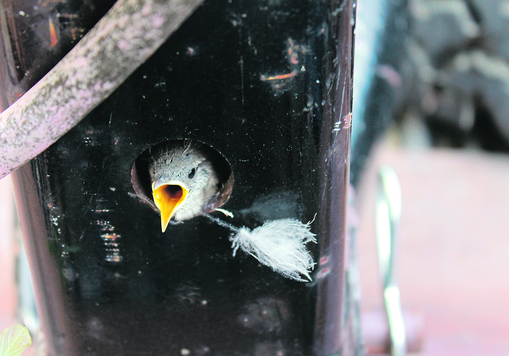 The baby wrens weren’t happy to be separated from their parents. | Charlene Kaartinen photo