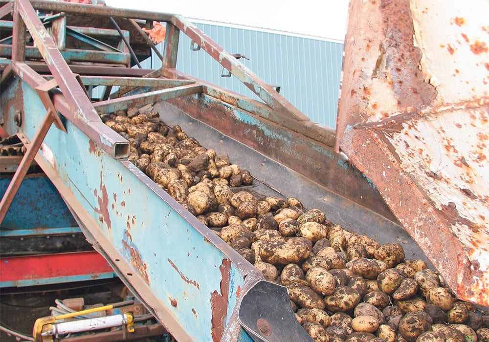 L. capsica is related to a family of bacteria called Liberibacter, of which there are nine known species. One species infects potatoes and three are associated with the deadly citrus-greening disease, also known as huanglongbing. | File photo