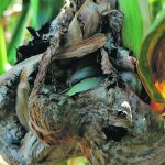 A gall full of U. maydis spores grows on a corn plant. Researchers have identified five fungus genes that make corn defenseless against disease. | University of Bonn photo