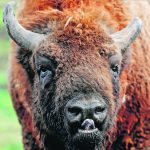 Researchers from the University of Calgary will examine the potential economic impacts of diseases spreading beyond Wood Buffalo National Park. Bovine tuberculosis and bovine brucellosis have been endemic within bison populations in the northern Alberta park since the 1920s. Anthrax is also a concern. | Reuters/ Paul Childs photo