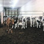 Researchers at the University of Guelph’s Ontario Veterinary College have found that a single iodine navel dip was not effective in preventing umbilical infections in dairy calves. They speculated that the antiseptic protection from a single dip may start to decrease 15 minutes after application and that multiple applications might be necessary. | File photo