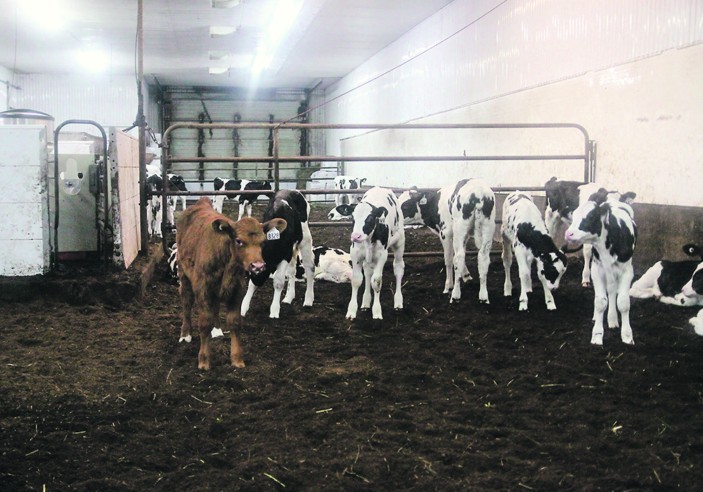 Researchers at the University of Guelph’s Ontario Veterinary College have found that a single iodine navel dip was not effective in preventing umbilical infections in dairy calves. They speculated that the antiseptic protection from a single dip may start to decrease 15 minutes after application and that multiple applications might be necessary.  |  File photo
