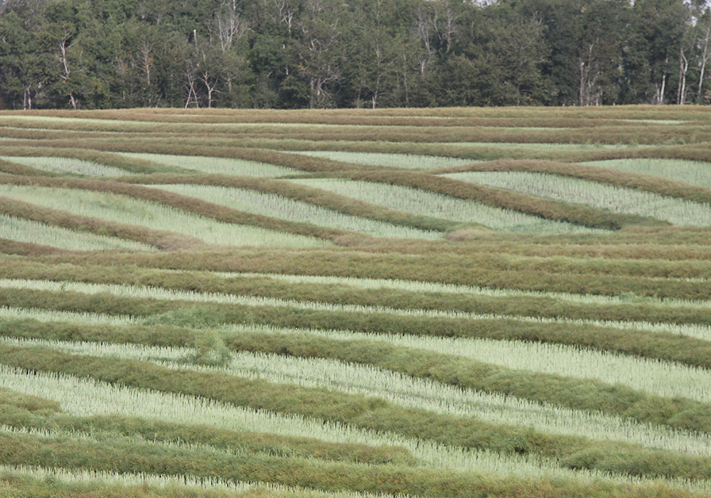 In addition to carbon storage, Cole Gross, research project lead, said nitrous oxide emissions were reduced by nearly 90 percent compared to fields without woodlands along the margins. | File photo