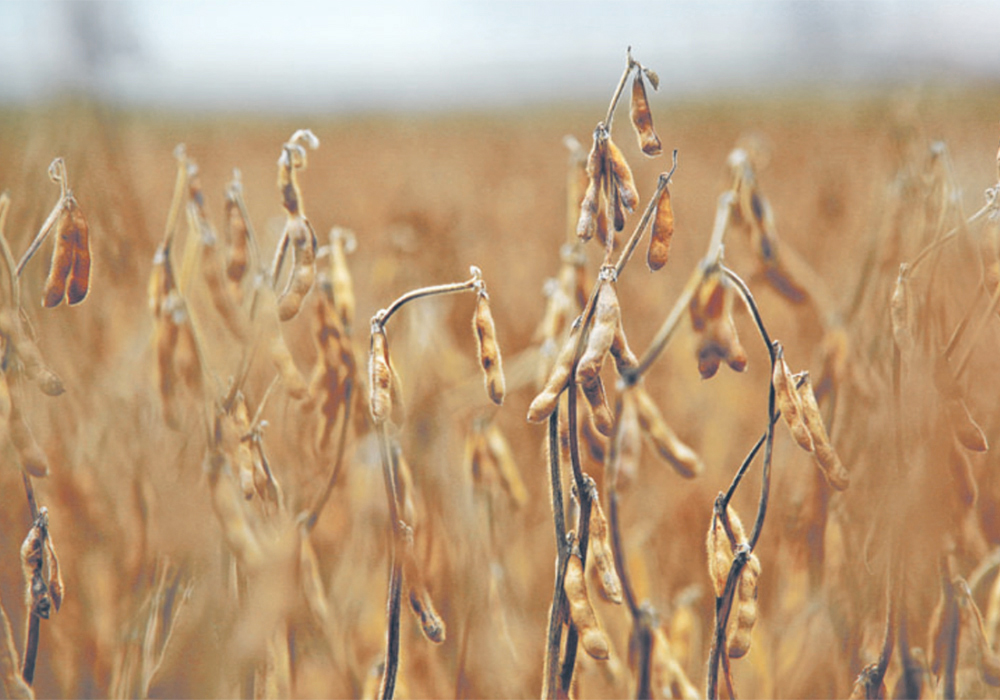Only a fraction of Manitoba’s soybean crop has been combined yet, but there is a potential for outstanding yields.  |  File photo