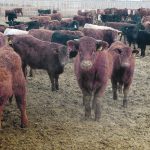 The province’s regulatory agency says the proposed project met most of its criteria, but community impact was found to be too negative. | File photo