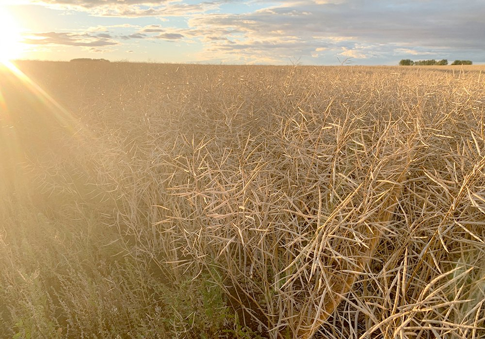 Industry insists it continues to focus on productivity gains, but there has been talk of expanding acres in the brown soil zone.  | File photo
