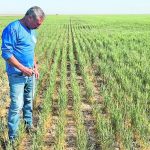 Gary Millershaski inspects winter wheat stunted by drought near Syracuse, Kansas, in May during the Wheat Quality Council’s Kansas wheat tour. Conditions for seeding the new crop this fall are also expected to remain dry. | Reuters/Julie Ingwersen photo