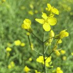 Analysts expect Statistics Canada’s next canola production report could fall even further. | File photo