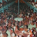 Four poultry farms in Alberta reported positive cases of avian influenza between Sept. 12-17 as well as three in Saskatchewan and one each in Manitoba and British Columbia. | File photo