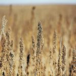 The Canadian hemp sector has focused on protein and seed, but fibre and oil markets now beckon. | File photo