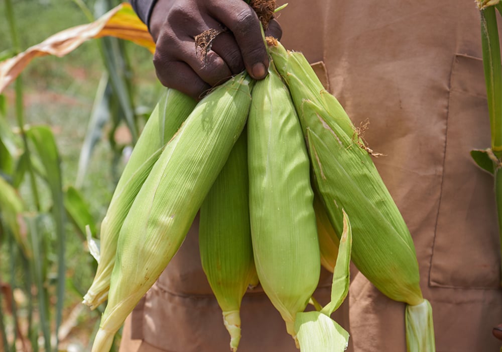 African farmers’ sale of their entire crop at harvest has long puzzled western analysts, but new research says it pays off. | Getty Images