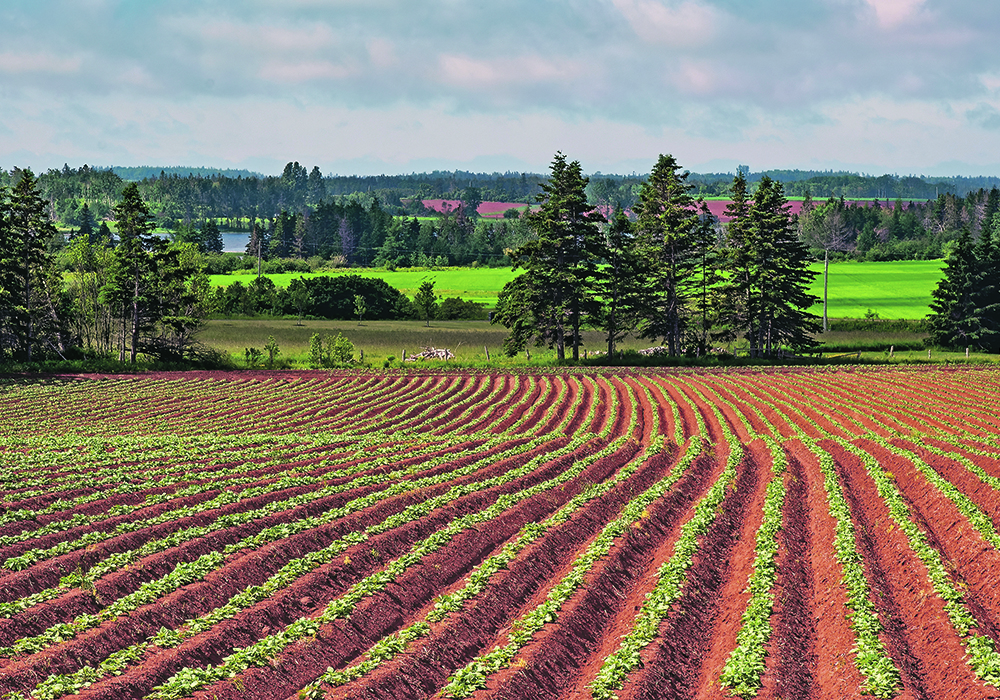 Potatoes are one of Prince Edward Island’s most significant claim to fame.  |  Robin and Arlene Karpan photo