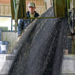 Farmers delivered 336,100 tonnes of canola during the week ended Sept. 11, which was up by 59 percent from the previous week and the largest influx of canola since January 2022. | File photo
