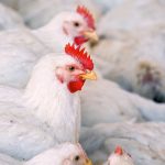 Effective until at least Oct. 21, the order prohibits movement of birds across the province for auctions, agricultural fairs and other events where any bird might be brought together from multiple locations. | Getty Images