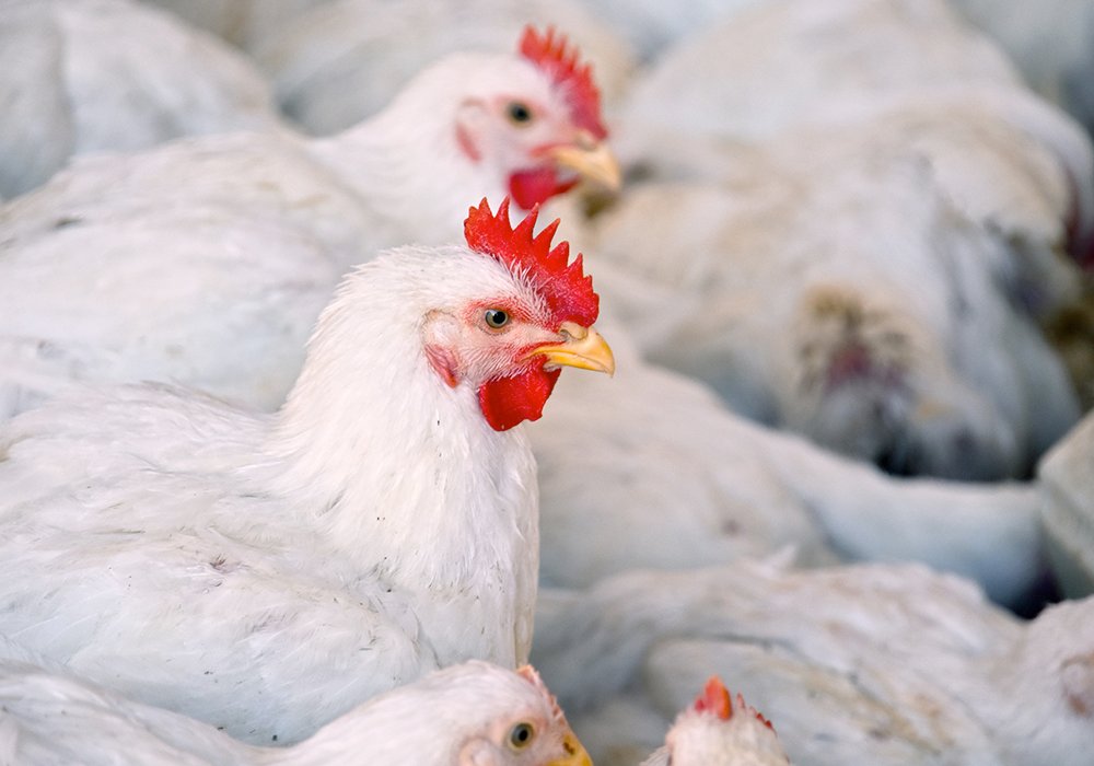 Effective until at least Oct. 21, the order prohibits movement of birds across the province for auctions, agricultural fairs and other events where any bird might be brought together from multiple locations. | Getty Images