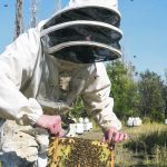 Wood, the Western College of Veterinary Medicine’s first research chair in pollinator health, pulls out a frame in a super from one of the 200 colonies set up in a University of Saskatchewan research apiary. | William DeKay photo