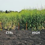 Experimental plots show visible differences after receiving low, medium and high rates of lime as well as a control treatment that didn’t receive any lime. | Nicole Fox photo